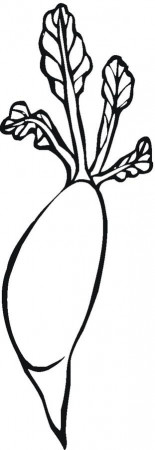Coloring pages: Radish, printable for kids & adults, free to download
