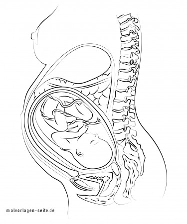 Great coloring page pregnancy baby in the belly - education | Free coloring  pages