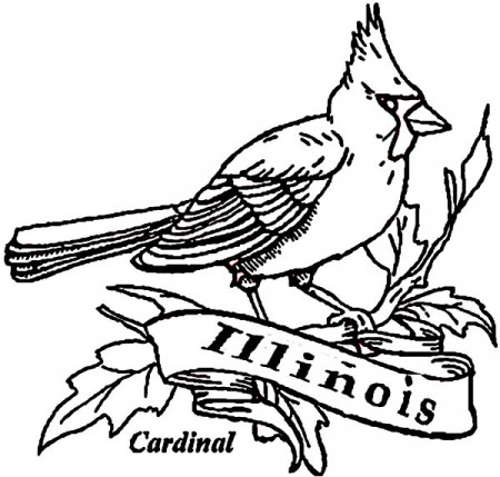 Cardinal Bird Of Illinois Coloring Page : Coloring Sun