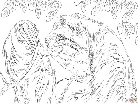 Three Toed Sloth Eating Leaves coloring page | Free Printable ...