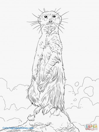The best free Meerkat coloring page images. Download from 23 ...
