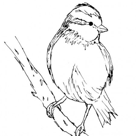 Birds Sketch Bundle 1 | Diane Antone Studio