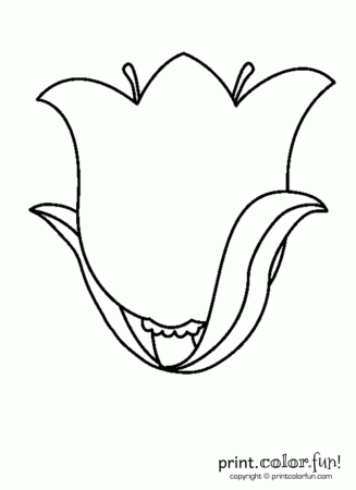 Flower Tulip Png 171272 Tulip Coloring Page