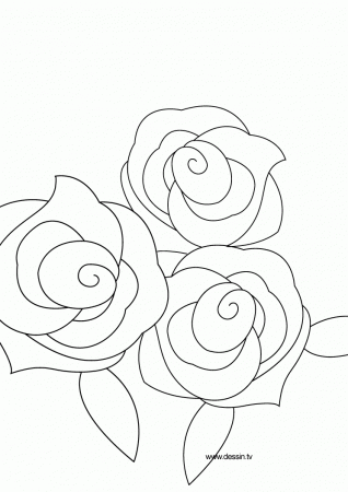 Coloring rose