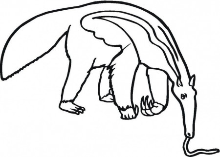 Anteater Drawing ClipArt Best 216697 Anteater Coloring Page