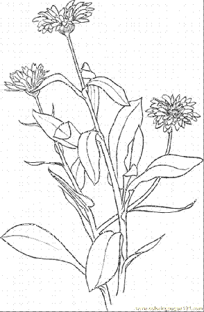 Coloring Pages Marigold 6 (Natural World > Flowers) - free 
