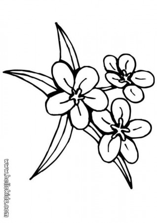 FLOWER coloring pages - Rose flower