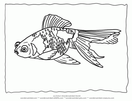 Goldfish coloring page,Goldfish Pictures for our Fish Coloring 