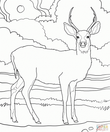 White Tailed Deer Coloring Pages 270 | Free Printable Coloring Pages
