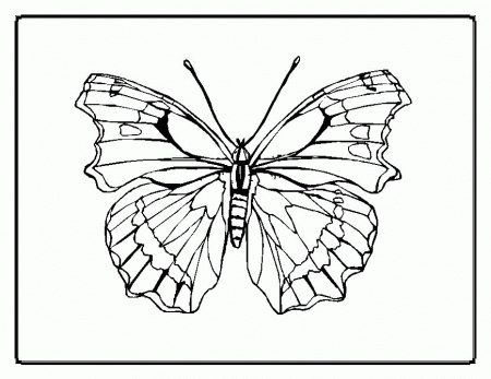 Butterfly coloring pages for kids, to print