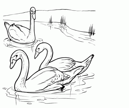 colours drawing wallpaper: Best Couple Swans Colour Drawing HD 