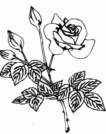 Rose Coloring Sheets Printables - Flowers Coloring Pages : Free 