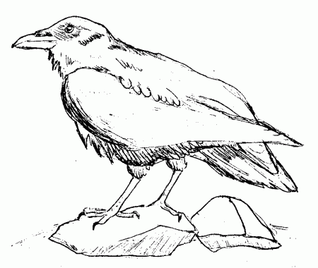 ravens Colouring Pages