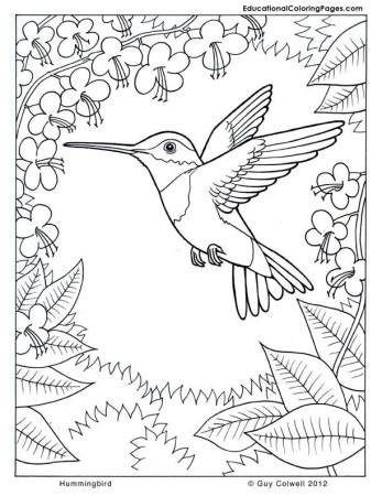 Beautiful sparrows with Flowers Coloring Pages | Coloring Pages