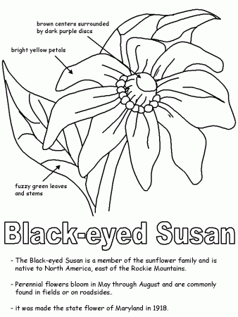 Black-eyed Susan with labels