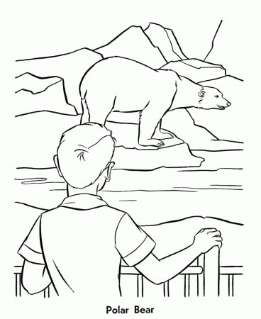 Arctic Animals Coloring Pages