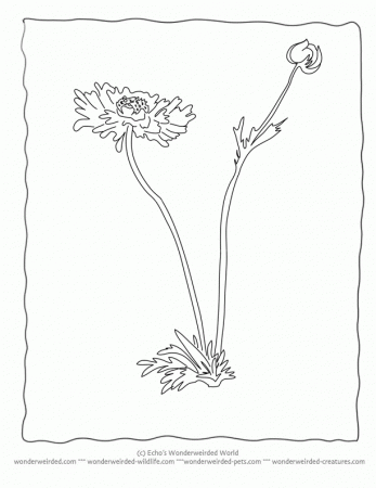Flower Coloring Sheets Anemone,Free Printable Flower Coloring 