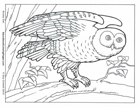 Realistic Animal Coloring Pages | Coloring Pages