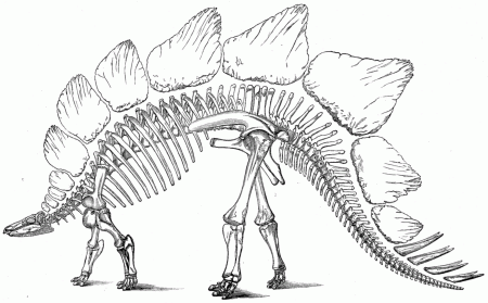 Stegosaurus dinosaur skeleton coloring page