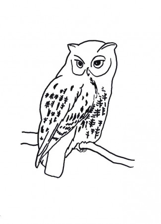 Owl Coloring Page Book For Kids