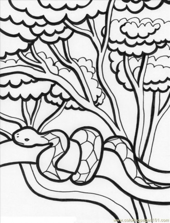 Free Printable Rainforest Coloring Sheets