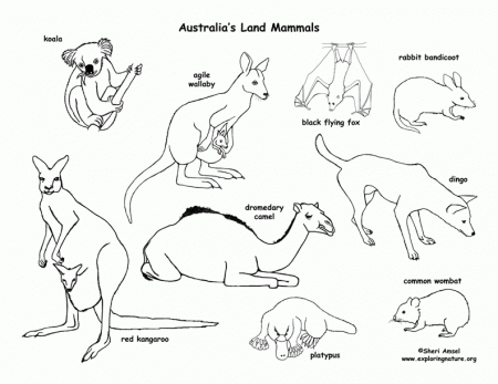 australian desert animals Colouring Pages