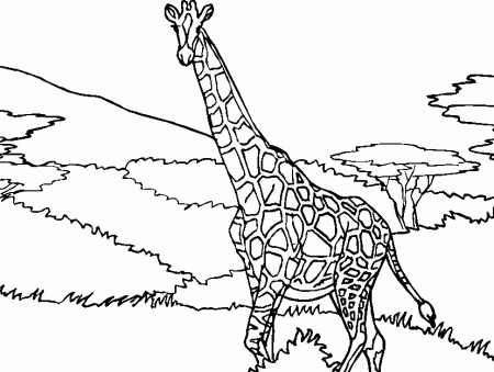 Coloring Page - Giraffe animals coloring pages 4
