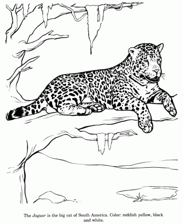 Animal Drawings Coloring Pages | Jaguar animal identification 