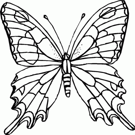 realistic butterfly Colouring Pages