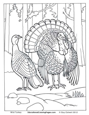 Birds Book Two Coloring Pages | Animal Coloring Pages for Kids