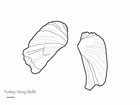 Name Scallop Seashell Coloring Pages For Mixed Resolution Id 8435 