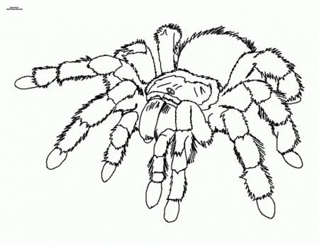 Tarantula Coloring Page Coloring Pages For Adults Coloring Pages 