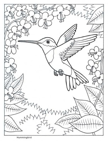 Hummingbird Coloring Pages To Print