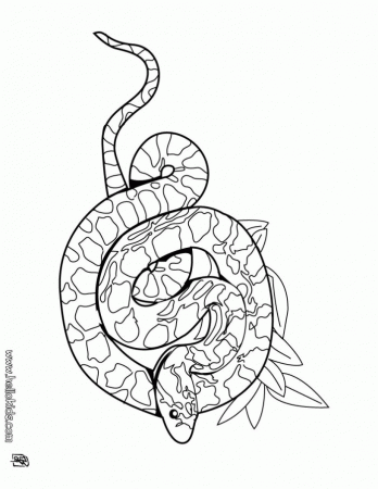 Boa Snake Coloring Pages | 99coloring.com