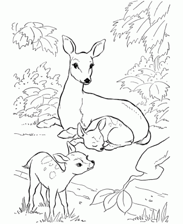 Deer Hunting Coloring Pages For Kids Images & Pictures - Becuo
