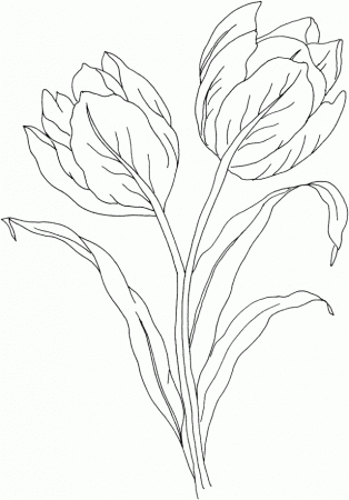 Tulip Flower Coloring Page Id 2498 Uncategorized Yoand 171285 