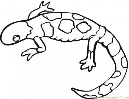 Coloring Pages Gecko lizards (Reptile > Lizard) - free printable 