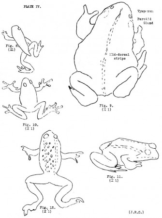 Mount Rainier National Park (Nature Notes)
