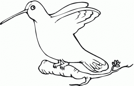 Hummingbird Coloring Page - Free Coloring Pages For KidsFree 
