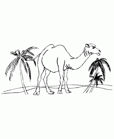 Wild Animal Coloring Pages | Desert Camel Coloring Page and Kids 