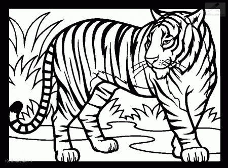 White Tiger Coloring Pages 495 | Free Printable Coloring Pages