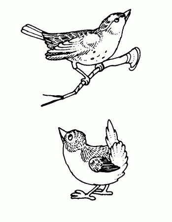 Birds coloring pages for kids