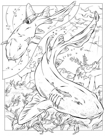 Coloring pages sharks - picture 9