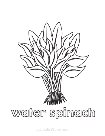 Water Spinach - Vegetable Coloring Page for Kids - Printable Zone
