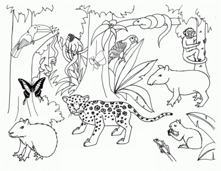Rainforest coloring book with animals to print and online