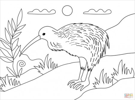 Kiwi Bird coloring page | Free Printable Coloring Pages in 2023 | Bird  coloring pages, Coloring pages, Free printable coloring pages