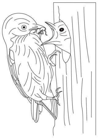 Bluebird feeding its baby coloring page | Download Free Bluebird feeding  its baby coloring page for kids | Best Coloring Pages