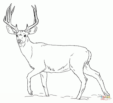 Mule deer coloring pages | Free Coloring Pages