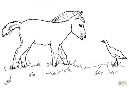 Miniature Horse Foal and Bird coloring page | Free Printable ...