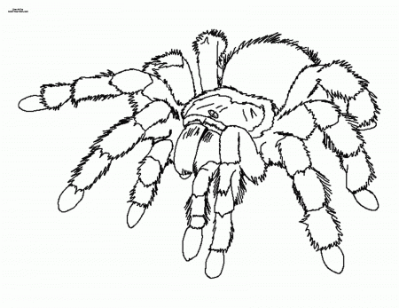 Spider Colouring In Page - Coloring Page Photos